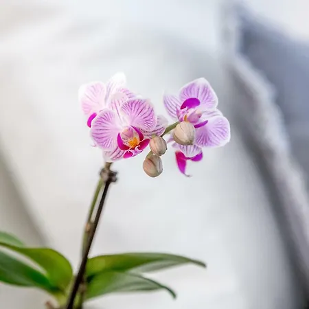 Apartman Renovated Typical Baixa Apartment, By Timecooler Lisboa